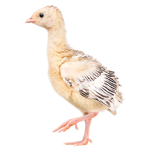 KR2 (granulky), určeno pro výkrm krůt od 3. týdne stáří do 14. týdne stáří (25kg)