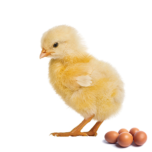 K1K (drť) určeno pro výživu kuřat nosného typu do stáří 4 týdnů.