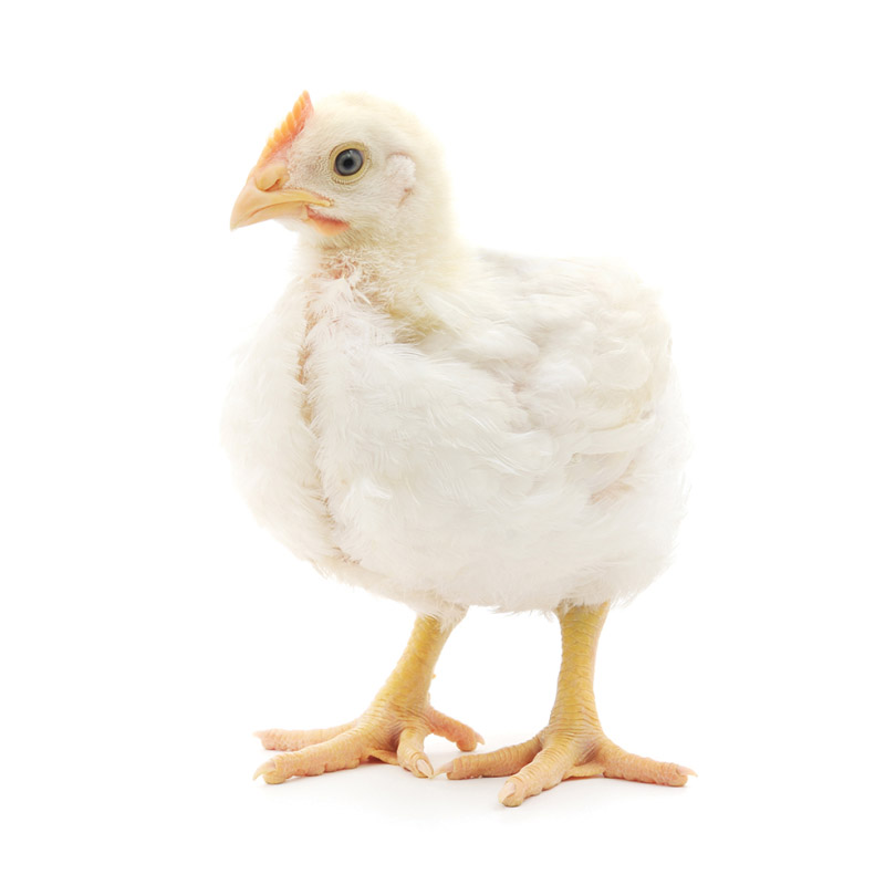 Obrazek BR2 (granulky) určeno pro výkrm kuřat brojlerů od 14.-30. dne stáří (25kg)