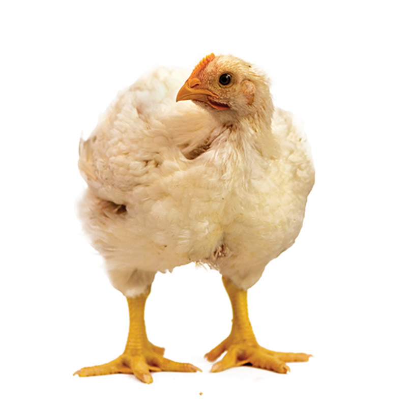 Obrazek BR3 (granulky) určeno pro výkrm brojlerů od 30. dne stáří (25kg)