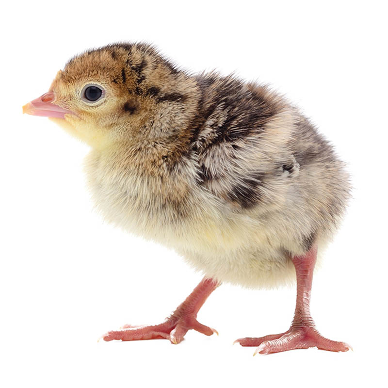 Obrazek KR1 (drť) určeno pro výkrm krůt od 1. týdne stáří do 2. týdne stáří (25kg)