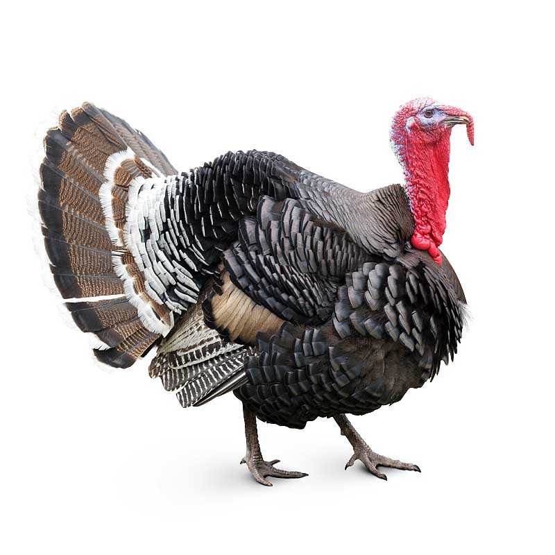 Obrazek KR3 (granulky), určeno pro výkrm krůt od 15. týdne stáří do konce výkrmu (25kg)