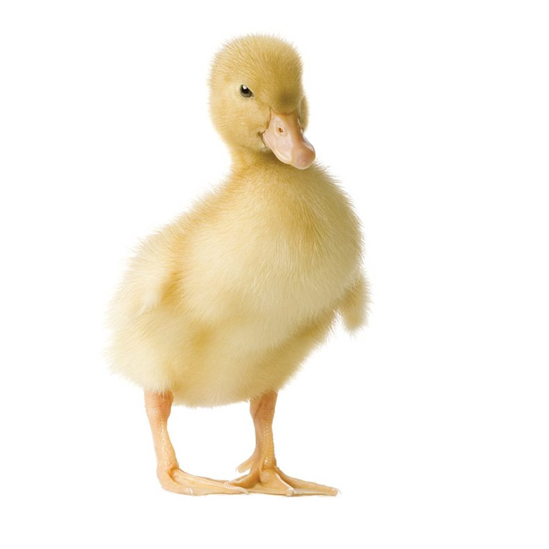 Obrazek VKCH1 (granulky) určeno pro výkrm kachňat ve stáří 1. - 35 dnů (25kg)