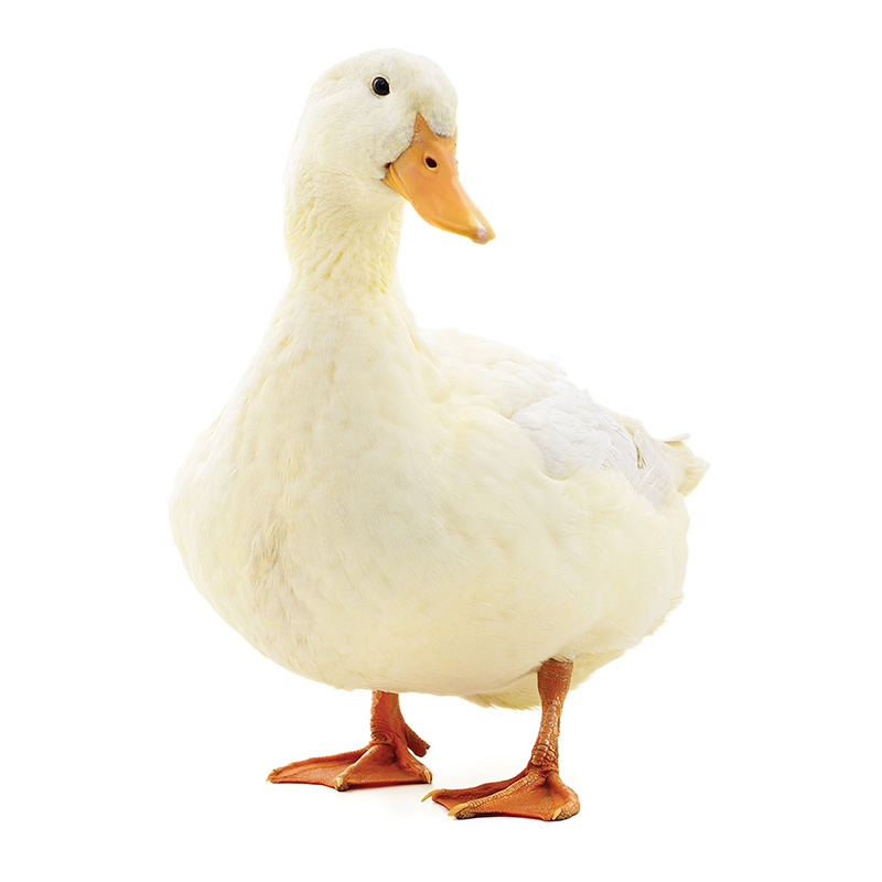 Obrazek VKCH2 (granulky) určeno pro výkrm kachňat ve stáří nad 35 dnů  (25kg)