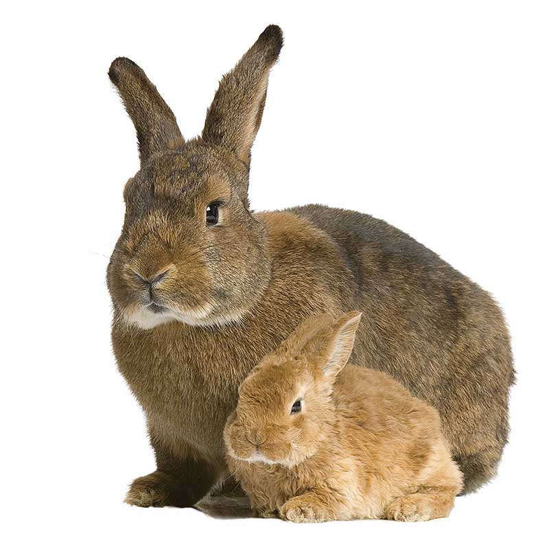 Obrazek AK (granulky) kompletní krmivo pro králíky + přírodní antikokcidikum (25kg)