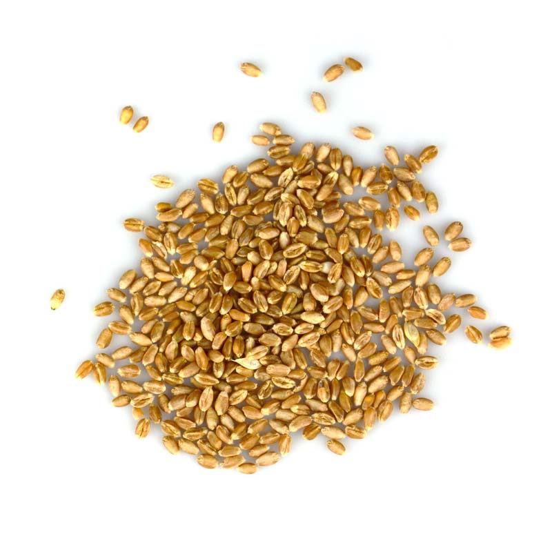 Obrazek Čistá krmná pšenice prémiové kvality (50kg)