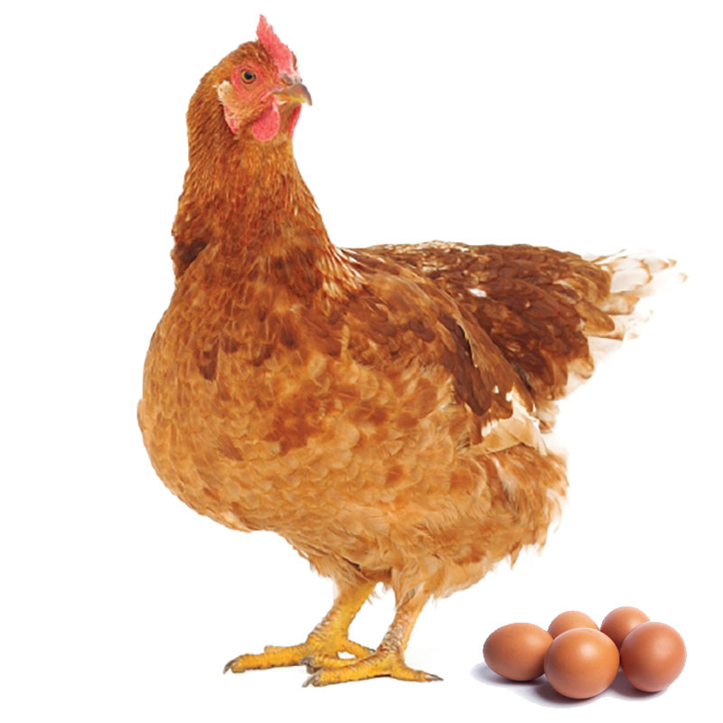 Obrazek N1 (sypká) určeno pro výživu nosnic od  stáří 20 týdnů (25kg)