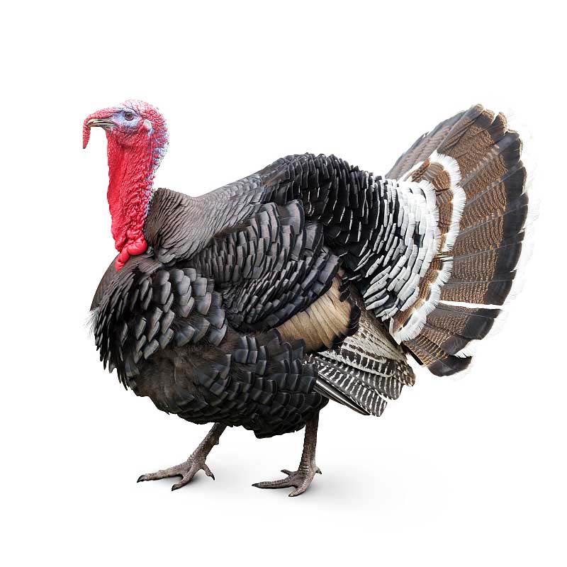 Obrazek KR3 (granulky), určeno pro výkrm krůt od 15. týdne stáří do konce výkrmu (25kg)