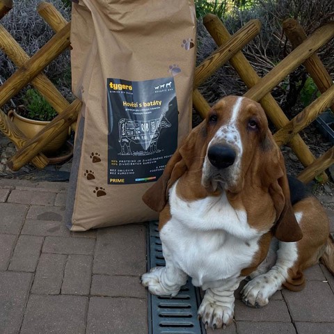 Alfons GV, baset hound