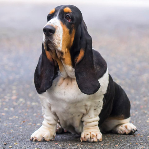 Mary, baset hound